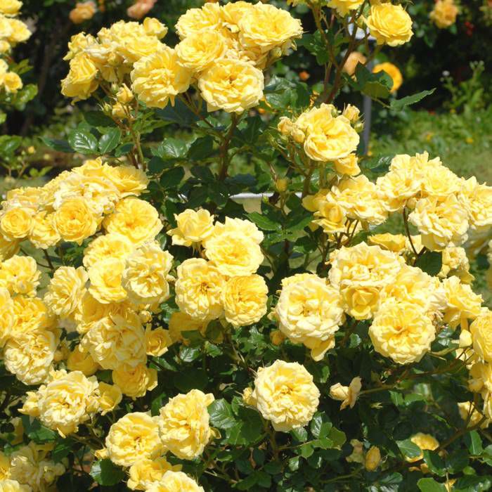 黄色い色をしたベルロマンティカというバラの画像