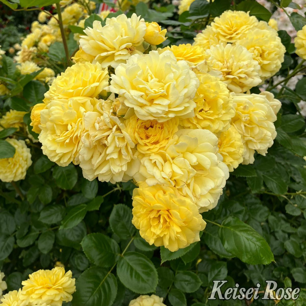 黄色い色をしたベルロマンティカというバラの画像