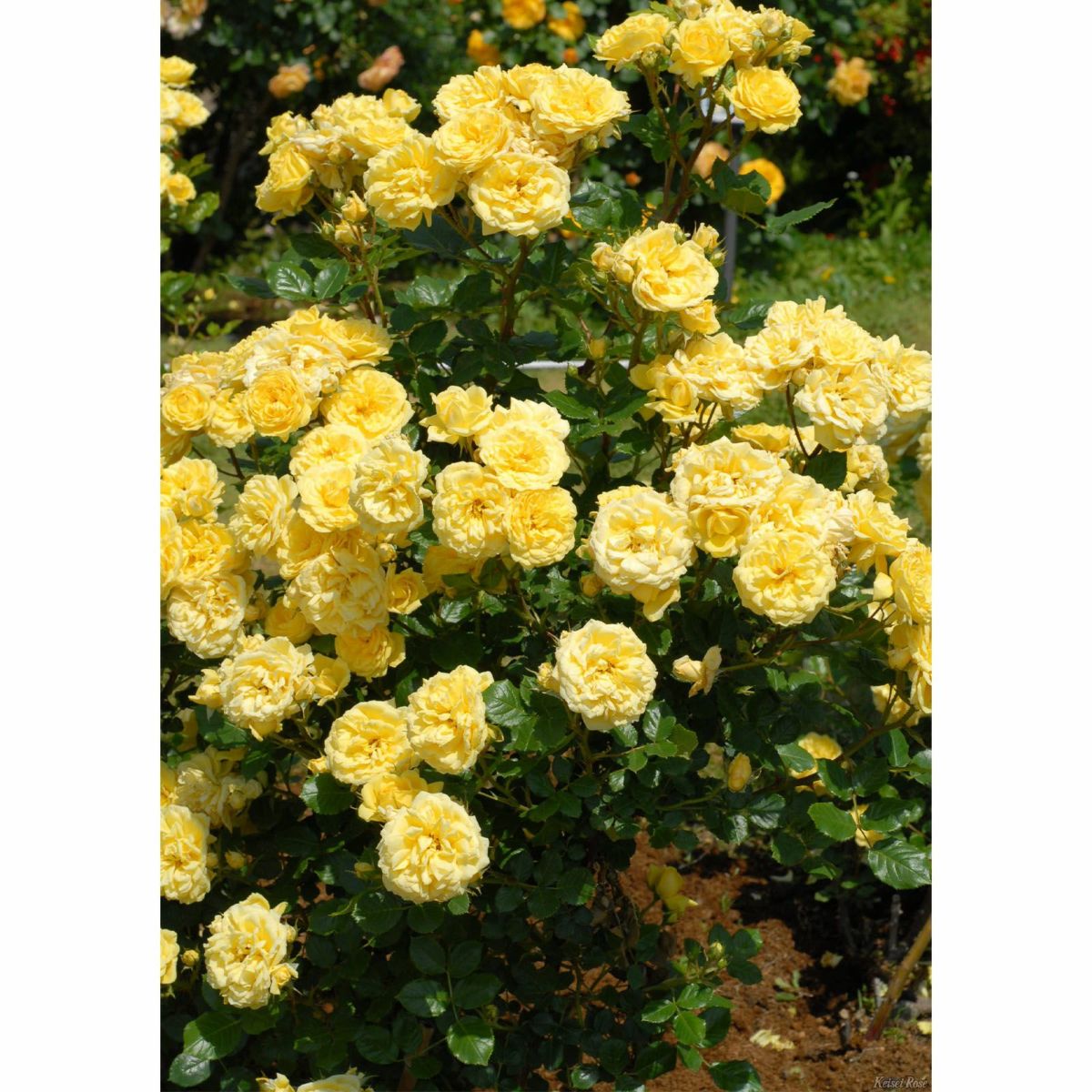 黄色い色をしたベルロマンティカというバラの画像