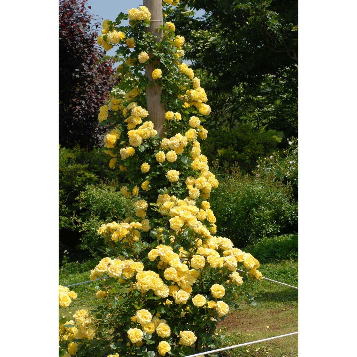 黄色い色をしたベルロマンティカというバラの画像