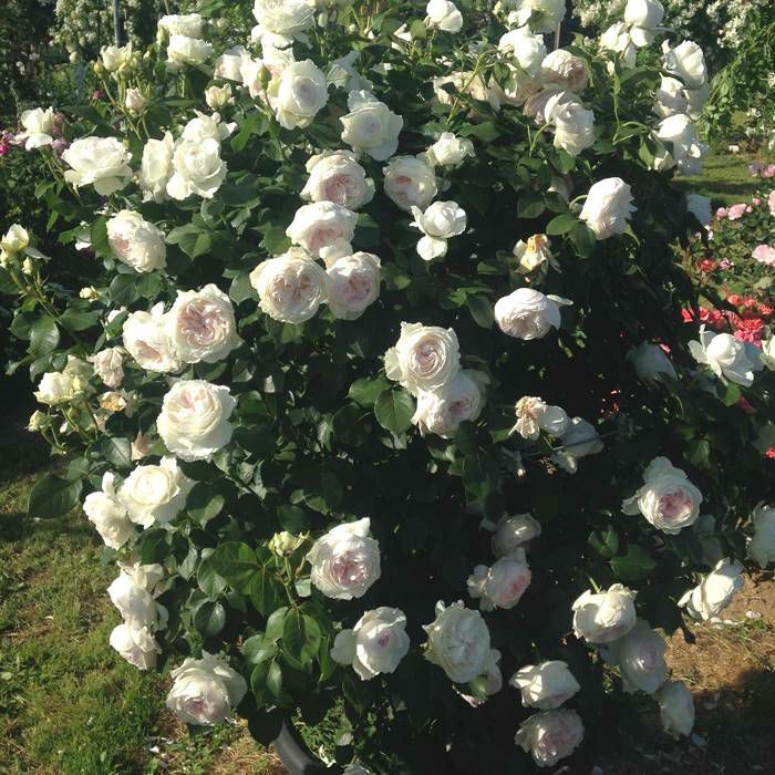 ミルキーホワイトカラーのクリスティアーナというアンティークなバラの画像