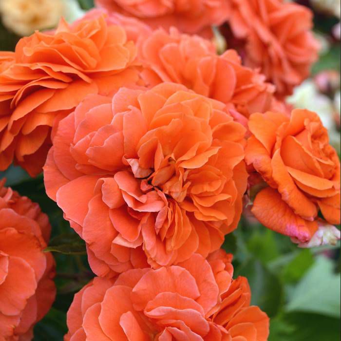 濃いオレンジのオランジェリーというつるバラの画像