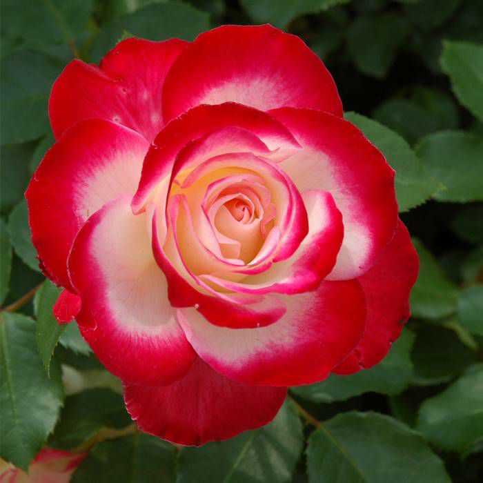 白地に赤の華やかな色をしたジュビレデュプリンスドゥモナコというバラの画像