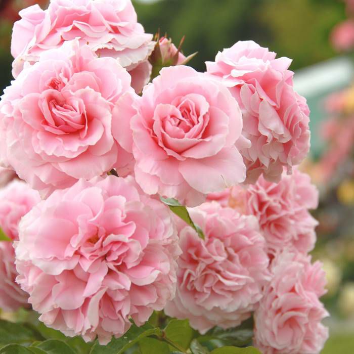 明るいピンクの花色をしたグラニーというバラの画像