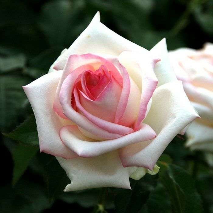 白の花の中心に中心にピンク色がわずかにさした初恋というバラの画像