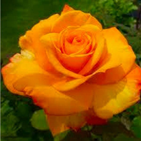 濃いアプリコットオレンジ色をしたクリスエバートというバラの画像