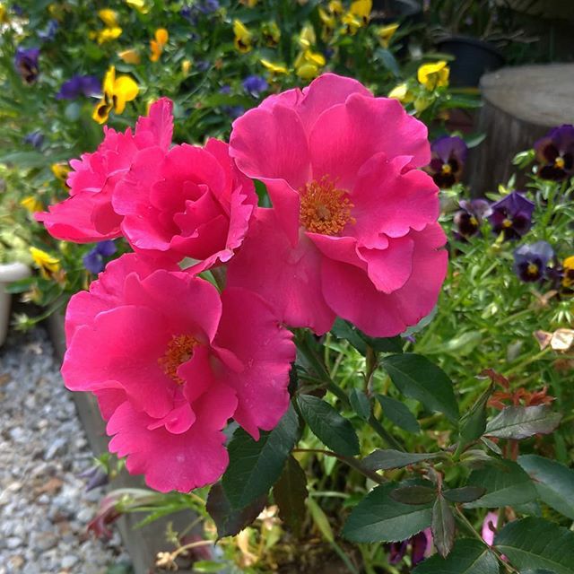 鮮やかなショッキングピンク色をしたプレイガールというバラの画像