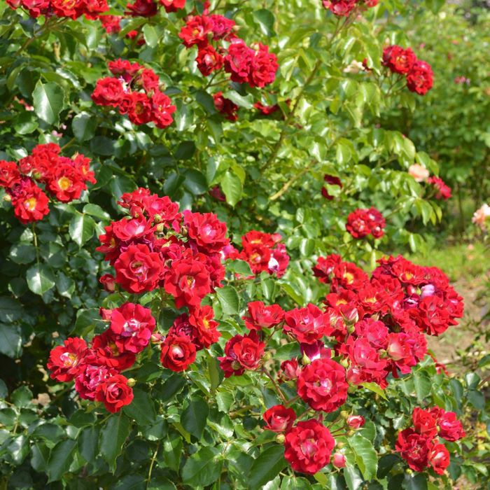 美しい赤い色をしたマグネティックアイズというバラの画像