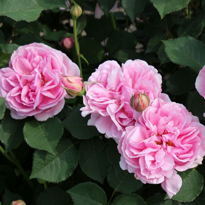 やさしいピンク色をしたルプランタンというバラの画像