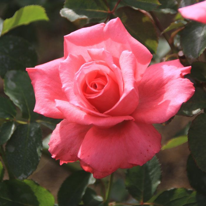 ほのかにサーモンを帯びたローズピンク色の花が咲く芳純(ホウジュン)というバラの画像