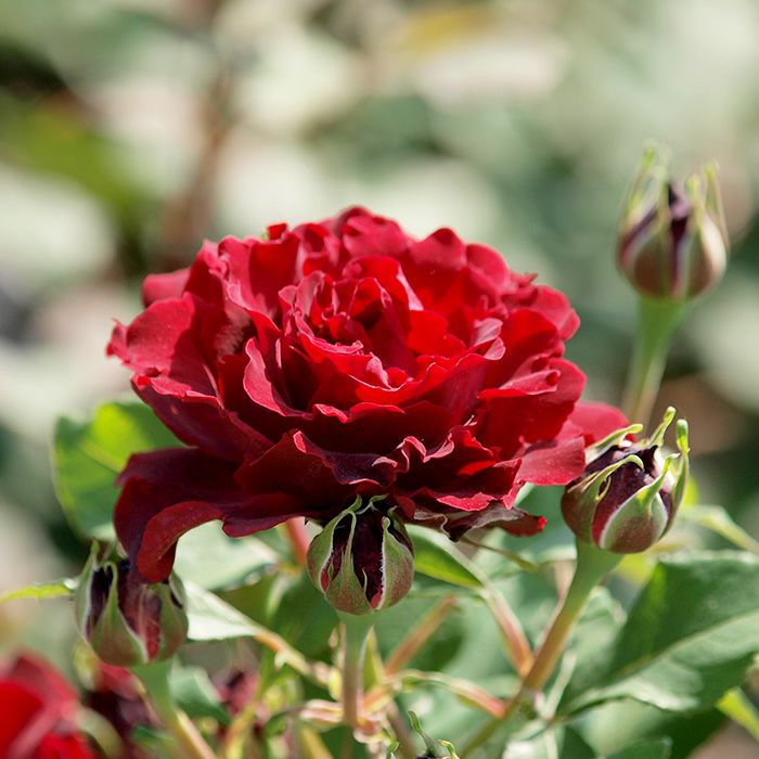 ベルベットレッドの色をしたオマージュアバルバラというバラの画像