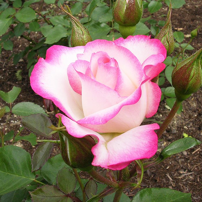 白地の花びらにパステルピンクが特徴的なニコルというバラの画像