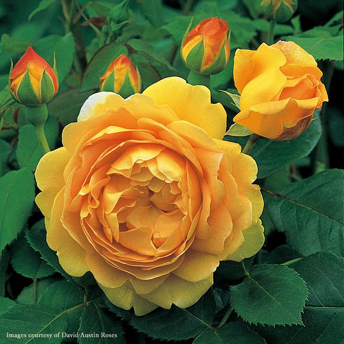 ゴールデンイエロー色黄金色をしたゴールデンセレブレーションというバラの画像