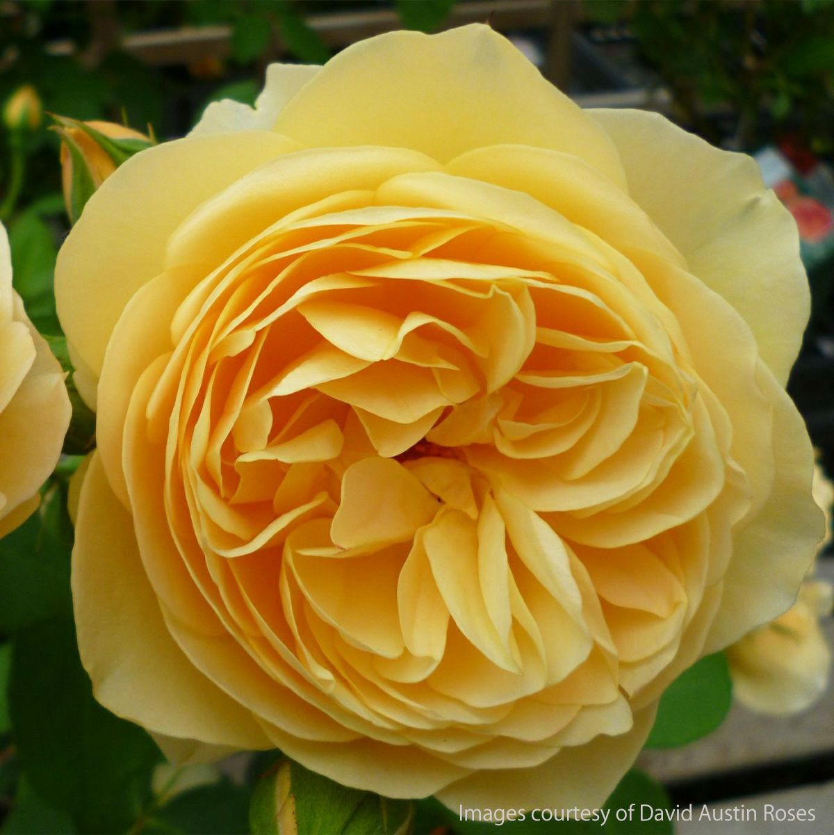 深い黄色をしたグラハムトーマス というバラの画像