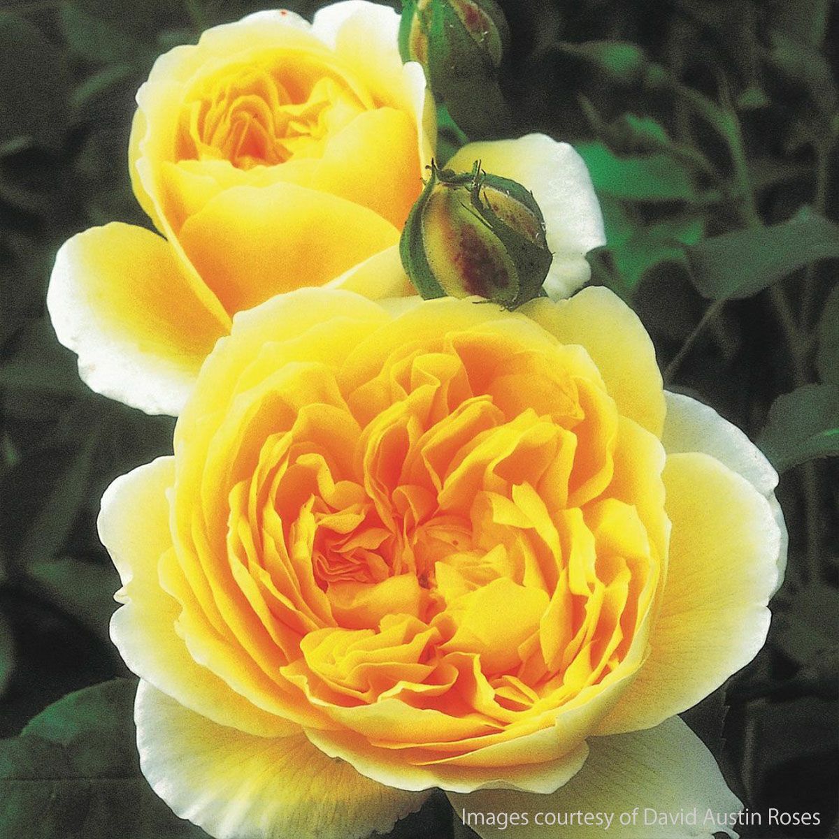 深い黄色をしたグラハムトーマス というバラの画像