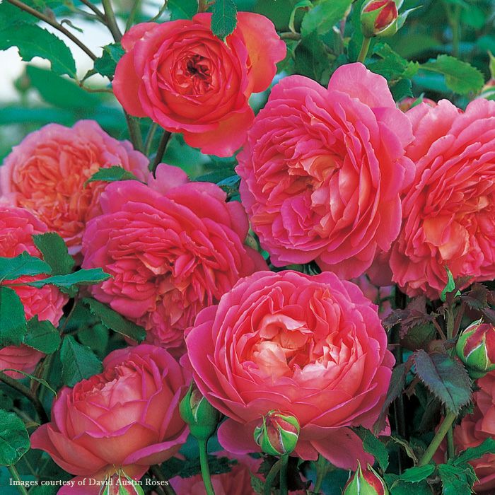 深みのあるピンク色をしたジュビリーセレブレーションというバラの画像