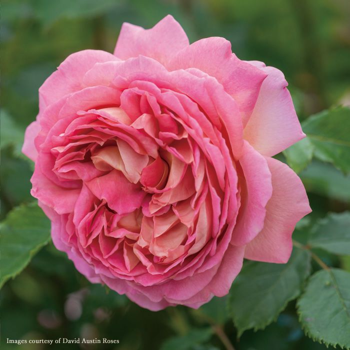 深みのあるピンク色をしたジュビリーセレブレーションというバラの画像