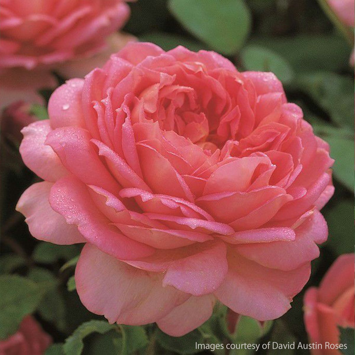 深みのあるピンク色をしたジュビリーセレブレーションというバラの画像