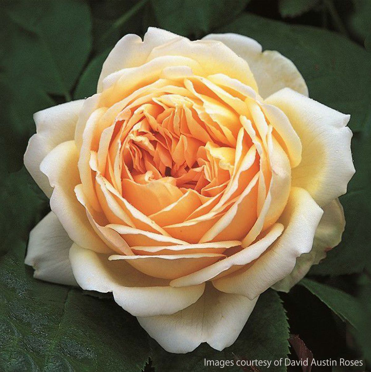 ソフトイエロー色をしたジュードジオブスキュアというバラの画像