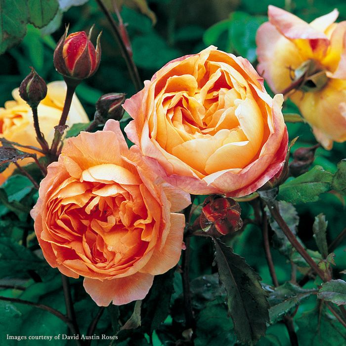 濃いオレンジ色をしたレディエマハミルトンというバラの画像