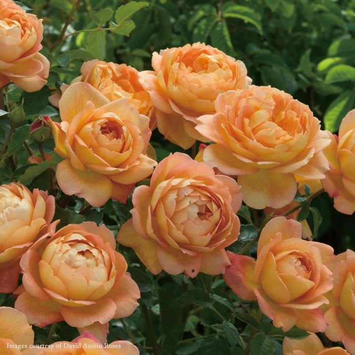 オレンジ色をしたレディオブシャーロットというバラの画像