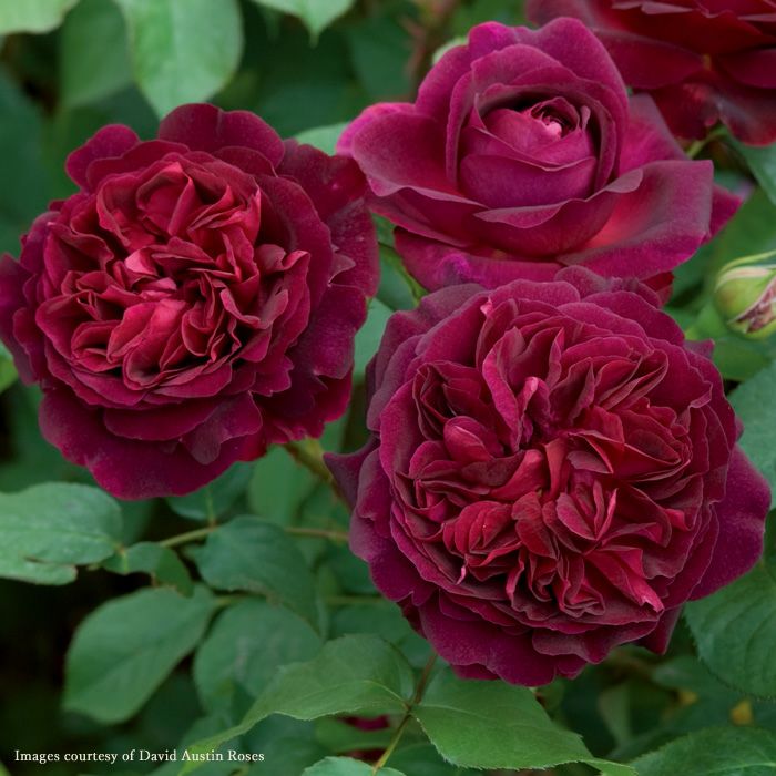 黒赤紫色クリムゾン色をしたムンステッドウッドというバラの画像