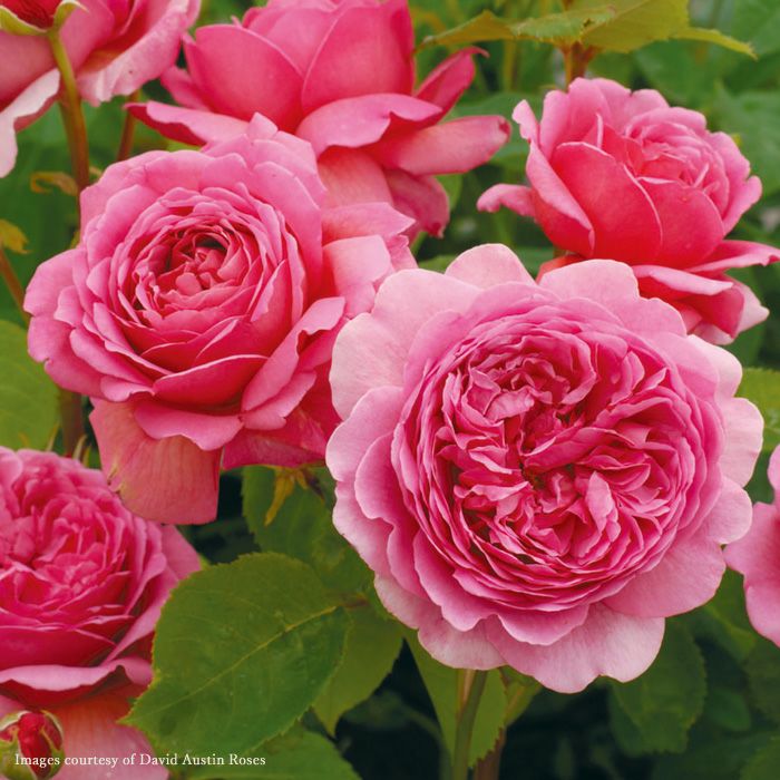 ブライトピンク色をしたプリンセスアレキサンドラオブケントというバラの画像