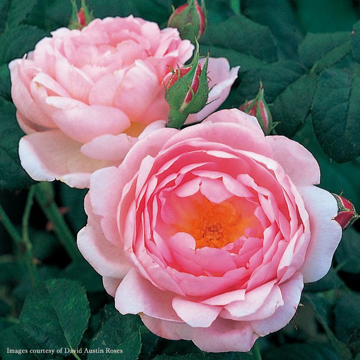 ソフトピンクからだんだん淡いピンク色へと変化するセプタードアイルというバラの画像