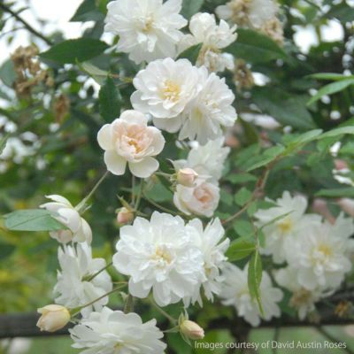 Blue薔薇様 水色バラとかすみ草の花束☆夢叶う・奇跡の花束☆（本数を選ぶ）