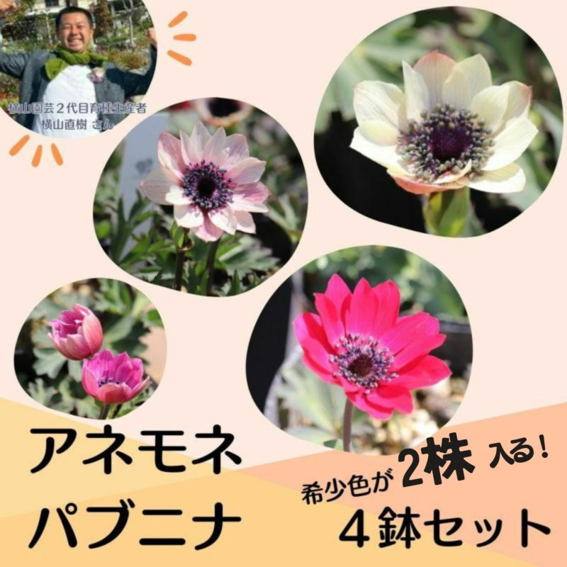 横山園芸 アネモネ パブニナ 4株セット おまかせ 花付き 苗