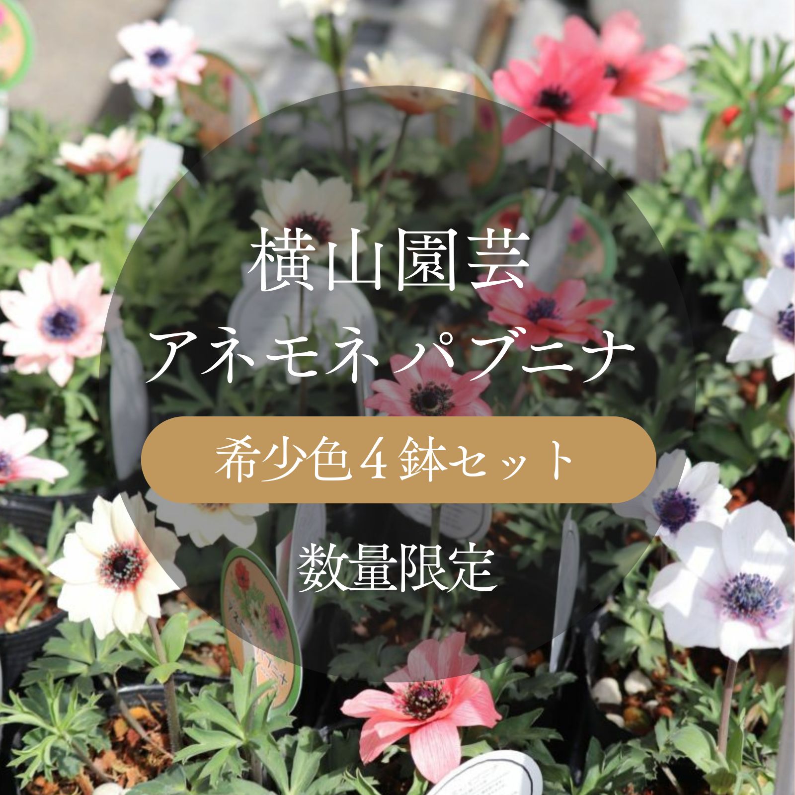 横山園芸 アネモネ パブニナ 4株セット おまかせ 花付き 苗