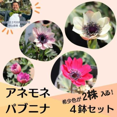 週末値下げ□ラスト4苗セット□横山園芸□アネモネパブニナ