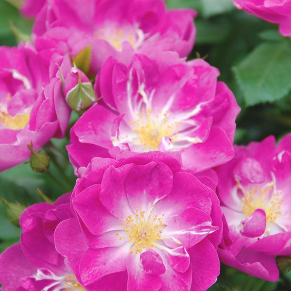 透き通るようなヴァイオレットの美しい花色をしたインターナショナルヘレルドトリビューンというバラの画像