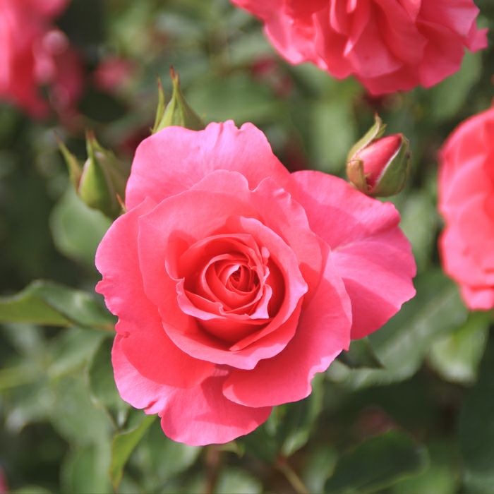 濃いピンク色をしたマヌウメイアンというバラの画像