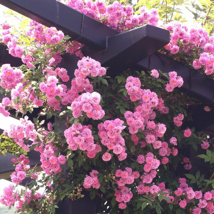 透明感のあるラベンダー色をしたマニントンモーブランブラーというバラの画像