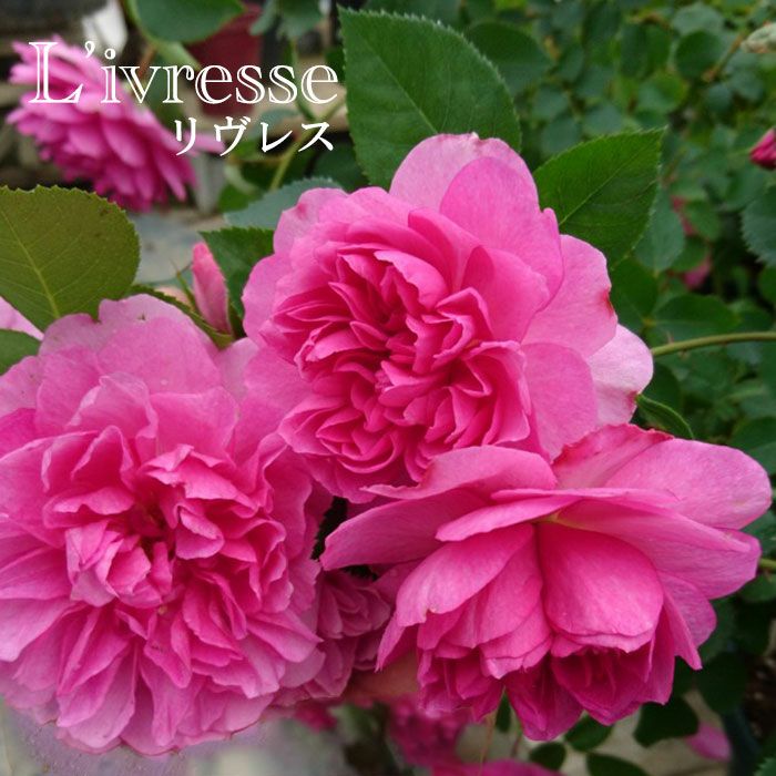 青みがかったピンク色のリヴレスというバラの画像