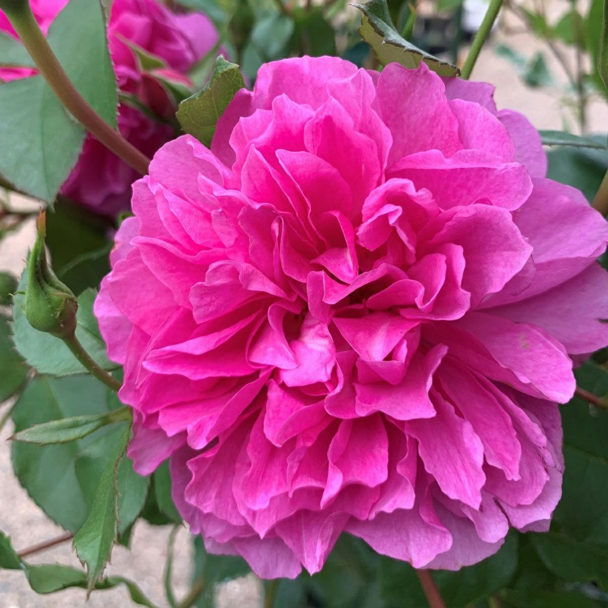 青みがかったピンク色のリヴレスというバラの画像