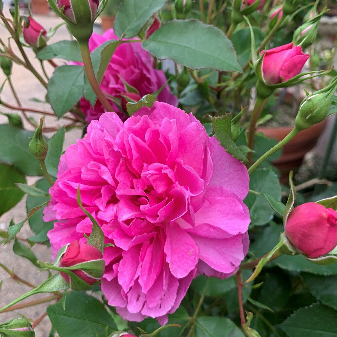 青みがかったピンク色のリヴレスというバラの画像