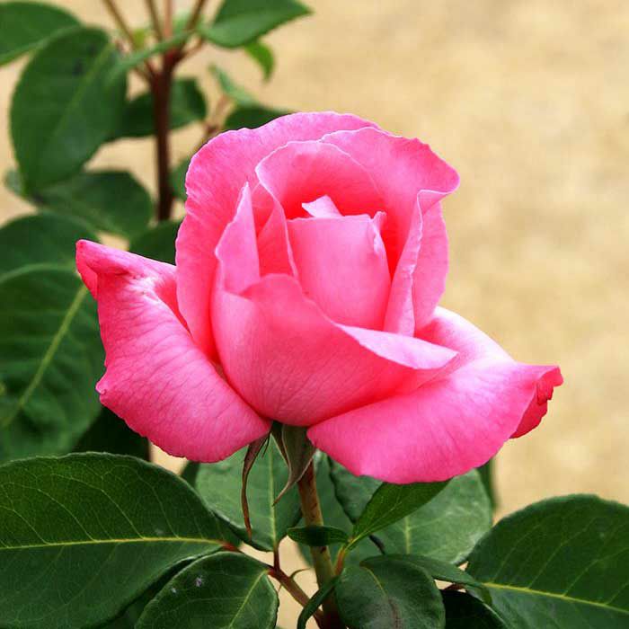 濃い紫色を帯びたピンク色をしたザマッカートニーローズというバラの画像