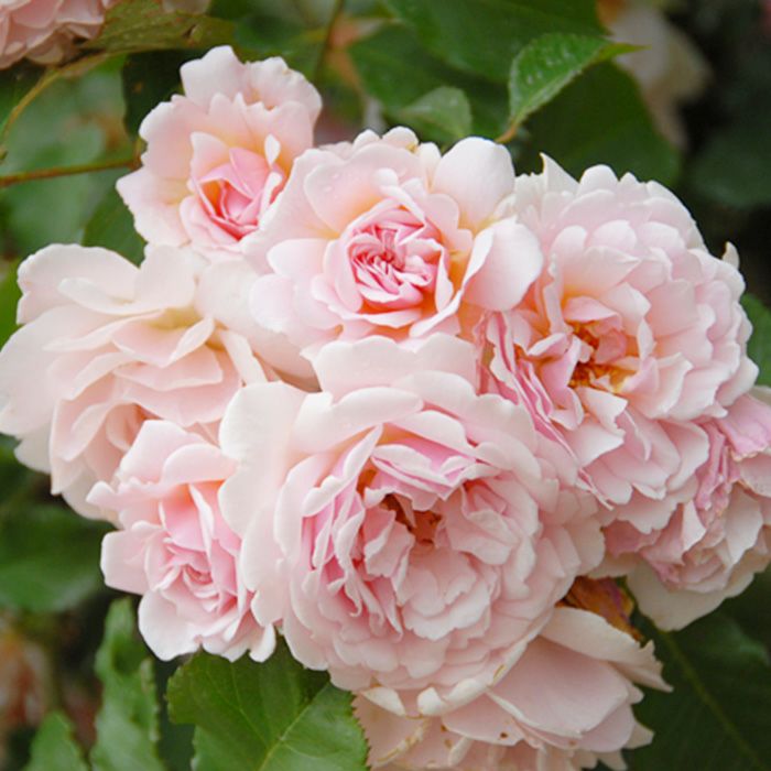 優しいピンクの花が咲くフェリシアというバラの画像
