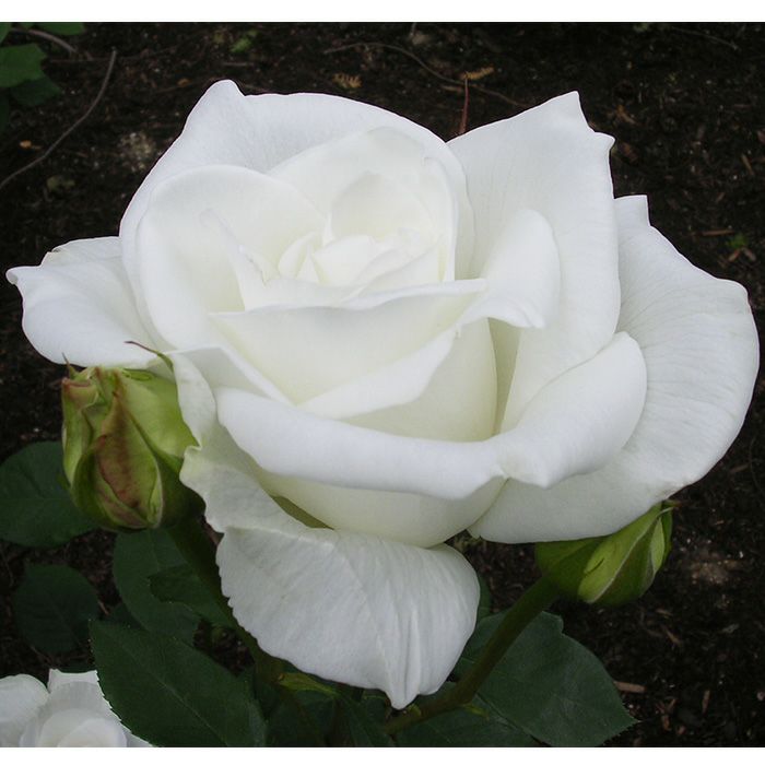 透明感のある純白色をしたユキサンというバラの画像