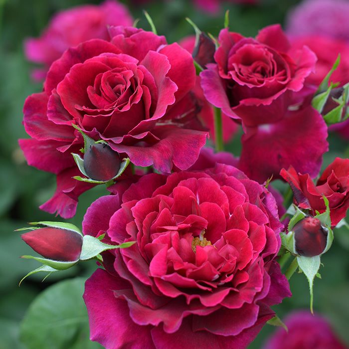 ビロード赤の花をしたコリーヌルージュというバラの画像