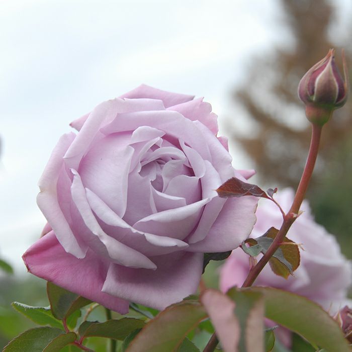 濃いラベンダーにピンクを帯びたシャルルドゥゴールというバラの画像