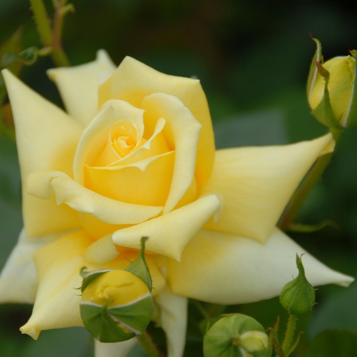 鮮やかな黄色をしたランドラというバラの画像