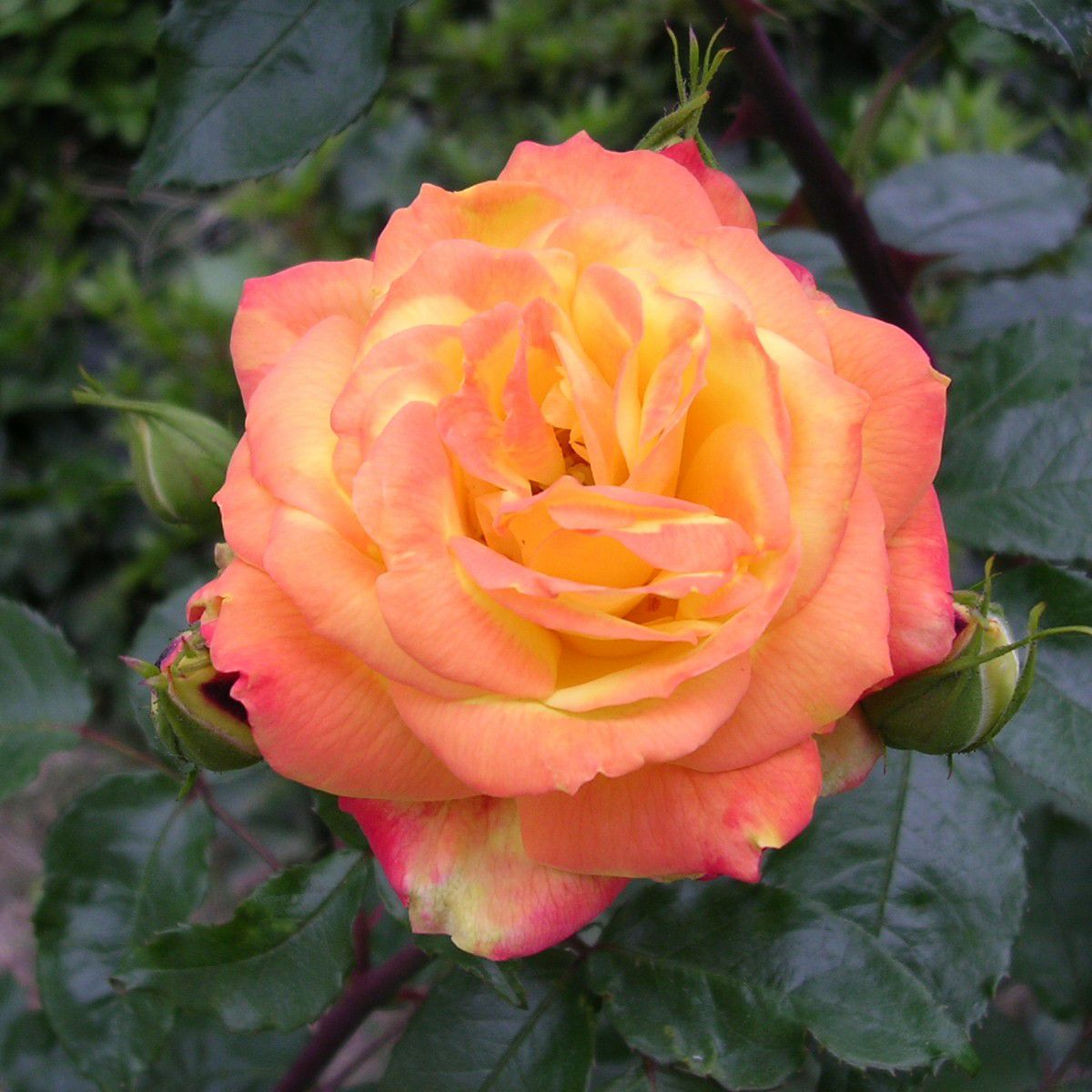 赤やオレンジ色にかわる色をした絵日傘(えひがさ)というバラの画像