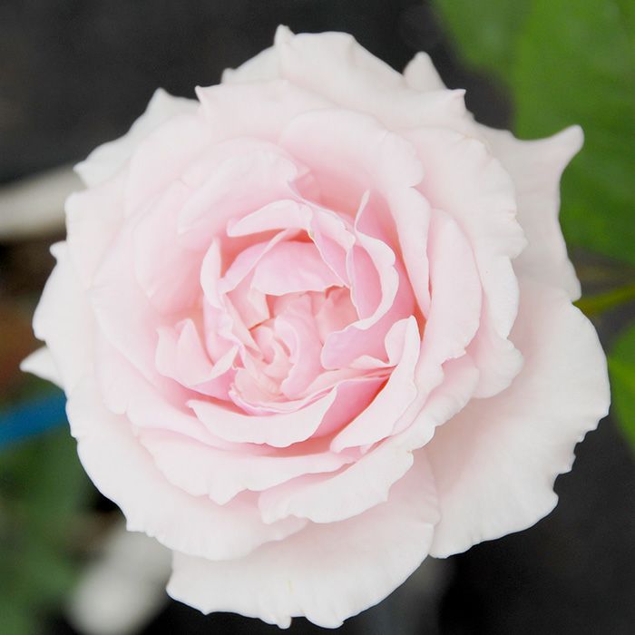 淡いピンク色をしたアンナパブロワというバラの画像