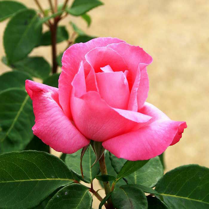 濃い紫色を帯びたピンク色をしたザマッカートニーローズというバラの画像