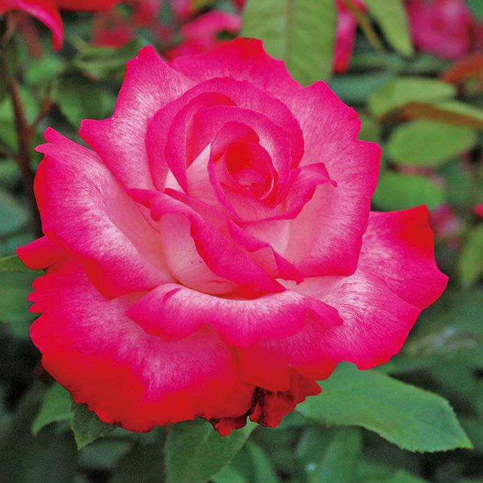 濃いピンクと白のグラデーションがかかったセイカ（聖火）というバラの画像