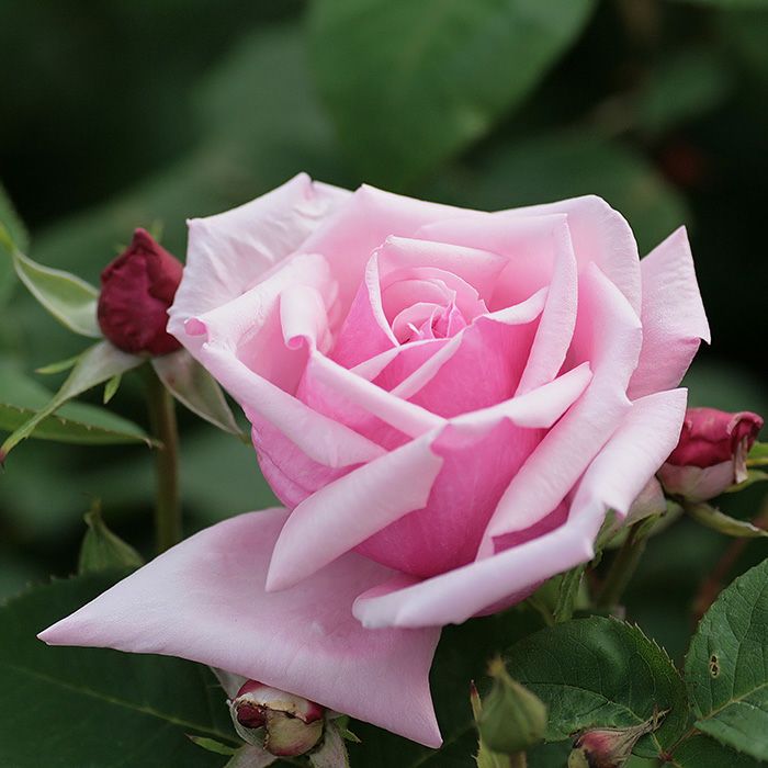 淡いピンクの花色をしたラフランスというバラの画像