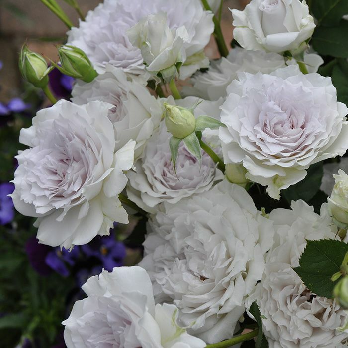 ピュアなホワイト色をしたガブリエルというバラの画像